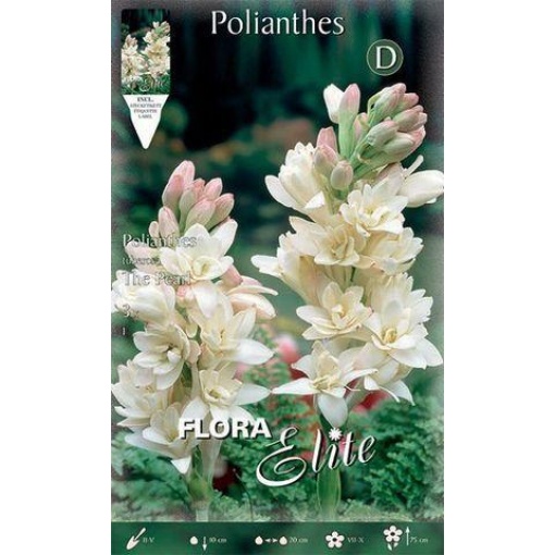 Polianthes The Pearl