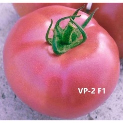 Tomato pink vp2 760x724 1