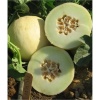Πεπόνι Κοζάνης(τύπου Honey Dew) Capoverde F1 | 500 Σπόρων 4 Πεπόνι Κοζάνης(τύπου Honey Dew) Capoverde F1 | 500 Σπόρων - Image 2