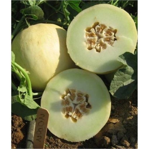 Πεπόνι Κοζάνης(τύπου Honey Dew) Capoverde F1 | 500 Σπόρων 2 Πεπόνι Κοζάνης(τύπου Honey Dew) Capoverde F1 | 500 Σπόρων - Image 2