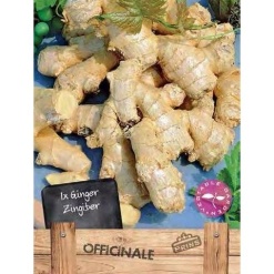 Πιπερόριζα-Ginger
