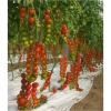 Τομάτα Αναρχ/νη Cherry Moncherry 2000 F1 | 1000 Σπόρων 3 moncherry 1200x1200 1