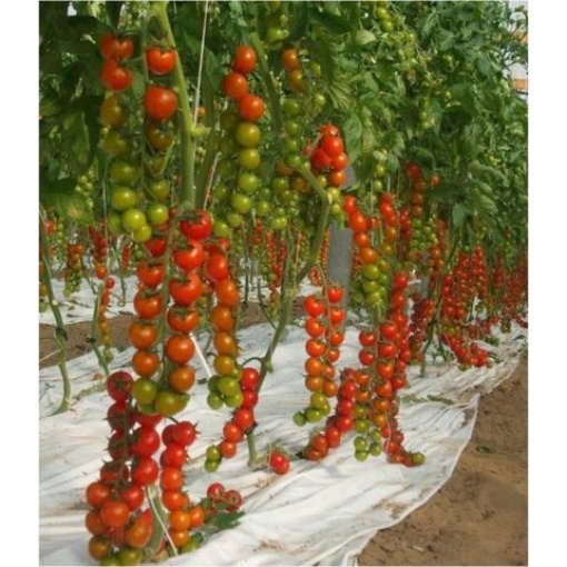 Τομάτα Αναρχ/νη Cherry Moncherry 2000 F1 | 1000 Σπόρων 2 Τομάτα Αναρχ/νη Cherry Moncherry 2000 F1 | 1000 Σπόρων - Image 2