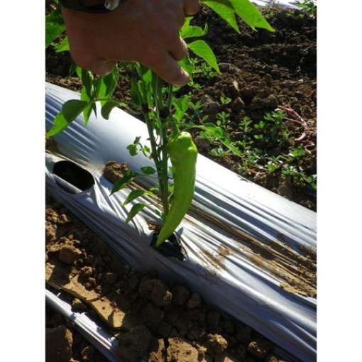 Πιπεριά Κέρατο Orea F1 2 Πιπεριά Κέρατο Orea F1 - Image 2