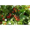 Κερασοτομάτα(Cherry) Αυτοκλαδευόμενο Strombolino F1 | 1000 Σπόρων 5 Κερασοτομάτα(Cherry) Αυτοκλαδευόμενο Strombolino F1 | 1000 Σπόρων - Image 3