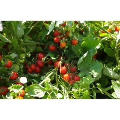 Κερασοτομάτα(Cherry) Αυτοκλαδευόμενο Strombolino F1 | 1000 Σπόρων 5 strombolino 1200x1200 1