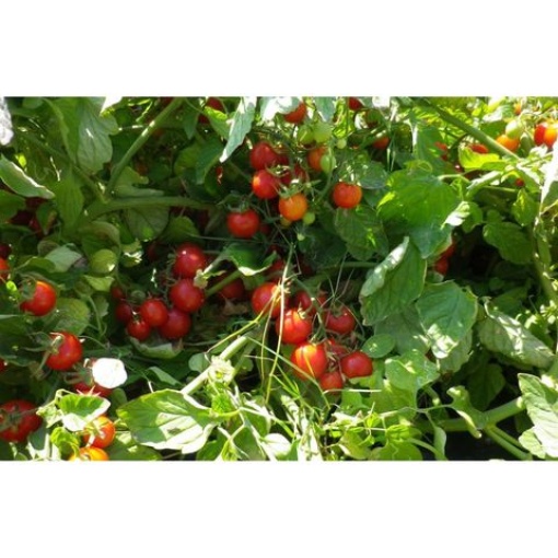 Κερασοτομάτα(Cherry) Αυτοκλαδευόμενο Strombolino F1 | 1000 Σπόρων 3 Κερασοτομάτα(Cherry) Αυτοκλαδευόμενο Strombolino F1 | 1000 Σπόρων - Image 3