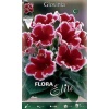 Gloxinia Kaiser Friedrich