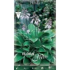 Hosta Francee