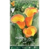 Zantedeschia Orange