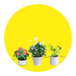 8054 x 20 plants