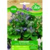 Μποράντζα-Borragine 2 N27504 Borragine