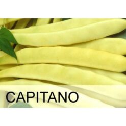 Alternative view of Φασόλι Χαμηλό Κίτρινου Λοβού Capitano