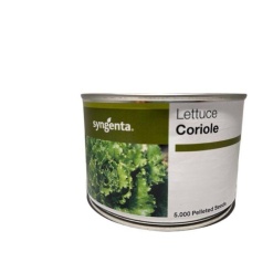 Μαρούλι Batavia Coriole | 5000 pills