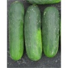 europick 1200x1200 1