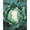 HISPALIS 1200x1200 1