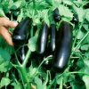 Μελιτζάνα Μαύρη Μακρυά Mirabelle F1 | 1000 σπόρων 3 Μελιτζάνα Μαύρη Μακρυά Mirabelle F1 | 1000 σπόρων - Image 2