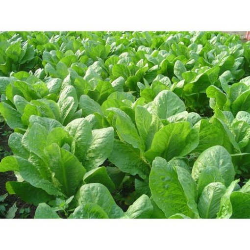 Μαρούλι Χειμερινό τύπου Ρομάνα Dorris |5000 pellets 2 Μαρούλι Χειμερινό τύπου Ρομάνα Dorris |5000 pellets - Image 2