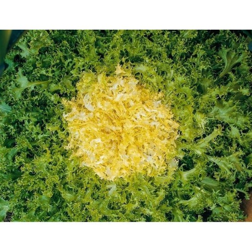 Αντίδι Σγουρό Markant | 5000 pellets 1 Αντίδι Σγουρό Markant | 5000 pellets