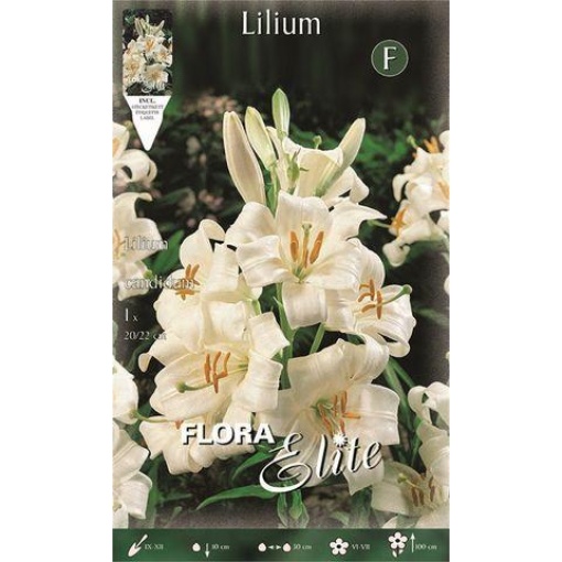 Παρθενόκρινος Lillium Candidum 1 Παρθενόκρινος Lillium Candidum