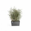 Ecopots Ζαρντινιέρα Paris 60 - Image 3