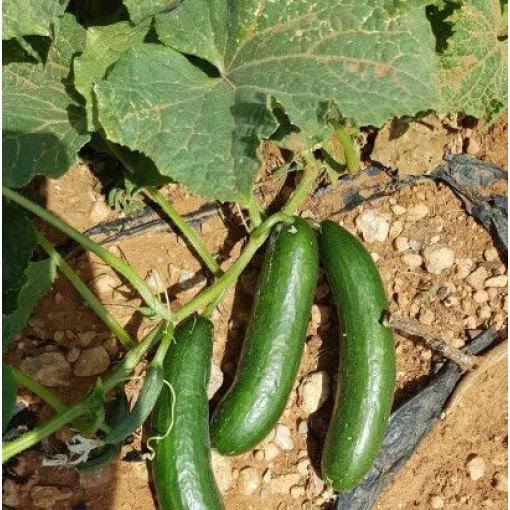 Αγγούρι Υπαίθριο Κοντό Yolanda F1 | 50gr