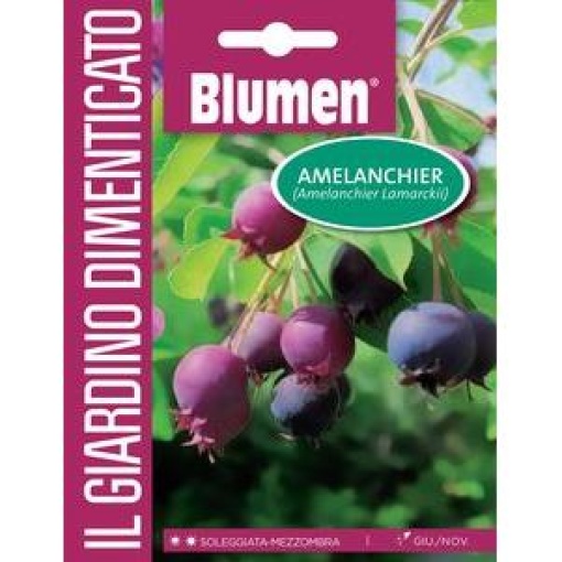 Αμελάγχιο – Amelanchier 1 Αμελάγχιο – Amelanchier