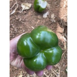 Πιπεριά Φλάσκα Yucatan F1 | 500 σπόρων