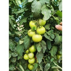 Τομάτα Αναρριχώμενη Tyscala F1 | 1000 Σπόρων 5 323530446 449685170599516 6955142474672514766 n