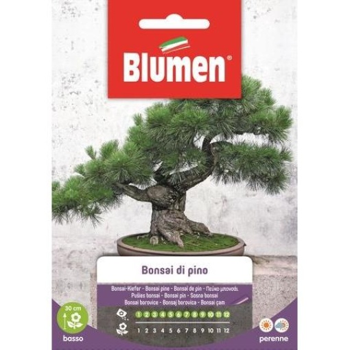 Μπονσάι Πεύκο – Bonsai Di Pino