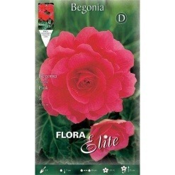 Μπιγόνια Διπλή "Double Pink"