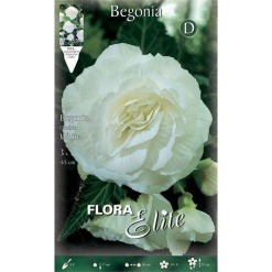 Μπιγόνια Διπλή "Double White"