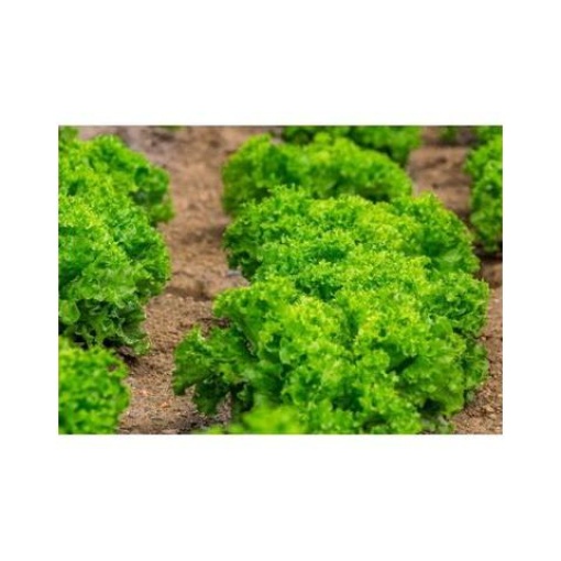 Μαρούλι Κατσαρό Helen | 10gr 1 Μαρούλι Κατσαρό Helen | 10gr