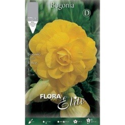 Μπιγόνια Διπλή "Double Yellow"