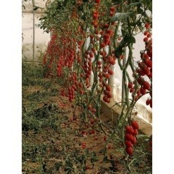 Alternative view of Τομάτα Cherry Αναρριχώμενο Pokusa F1 | 1000 Σπόρων