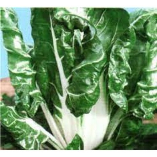 Σέσκουλο Verde Costa Argentata | 500gr