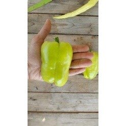 Alternative view of Πιπεριά Ντολμάς Gloria F1 | 500 Σπόρων