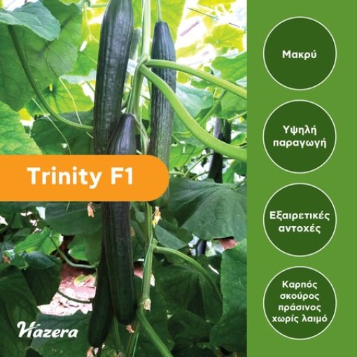 Αγγούρι Μακρύ Θερμοκηπίου Trinity F1 1 Αγγούρι Μακρύ Θερμοκηπίου Trinity F1
