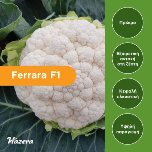 Κουνουπίδι Πρώιμο Ferrara F1 | 2500 Σπόρων 1 Κουνουπίδι Πρώιμο Ferrara F1 | 2500 Σπόρων