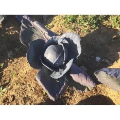 Λάχανο Κόκκινο Remala F1 | 2500 Σπόρων