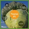 Λάχανο Taurus F1 | 2500 Σπόρων 2 laxana Taurus
