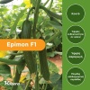 Αγγούρι Κοντό Θερμοκηπίου Epimon F1 3 Αγγούρι Κοντό Θερμοκηπίου Epimon F1 - Image 2