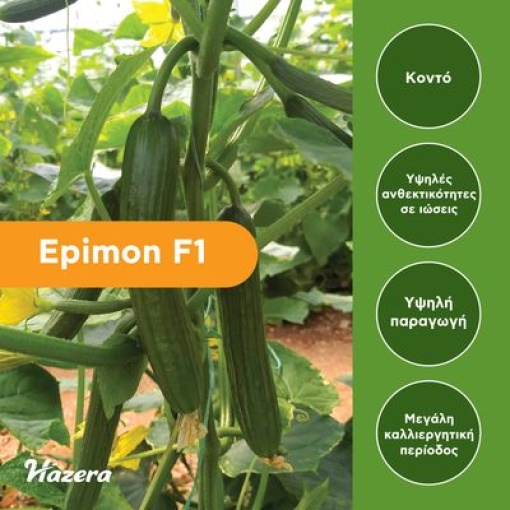 Αγγούρι Κοντό Θερμοκηπίου Epimon F1 2 Αγγούρι Κοντό Θερμοκηπίου Epimon F1 - Image 2