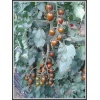 Βελανίδι Αναρριχώμενο Μαύρο Crispino Plum F1 | 1000 Σπόρων 3 Βελανίδι Αναρριχώμενο Μαύρο Crispino Plum F1 | 1000 Σπόρων - Image 2