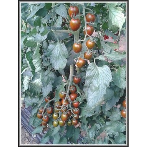 Βελανίδι Αναρριχώμενο Μαύρο Crispino Plum F1 | 1000 Σπόρων 2 Βελανίδι Αναρριχώμενο Μαύρο Crispino Plum F1 | 1000 Σπόρων - Image 2
