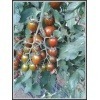 CRISPINO PLUM F1 img2