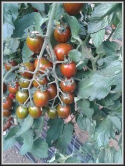 Βελανίδι Αναρριχώμενο Μαύρο Crispino Plum F1 | 1000 Σπόρων