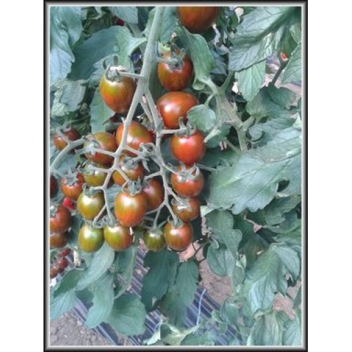 Βελανίδι Αναρριχώμενο Μαύρο Crispino Plum F1 | 1000 Σπόρων 1 Βελανίδι Αναρριχώμενο Μαύρο Crispino Plum F1 | 1000 Σπόρων