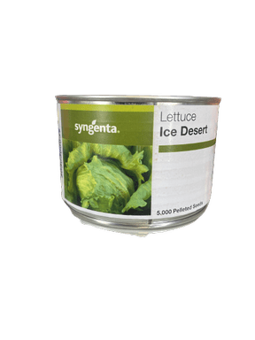 Μαρούλι Iceberg Ice Desert | 5000 Pills - Image 2