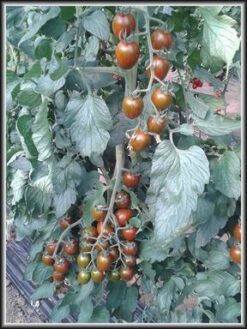 Βελανίδι Αναρριχώμενο Μαύρο Crispino Plum F1 | 1000 Σπόρων 3 CRISPINO PLUM F1 img